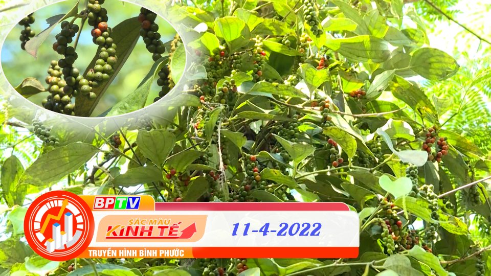Sắc màu kinh tế 11-4-2022