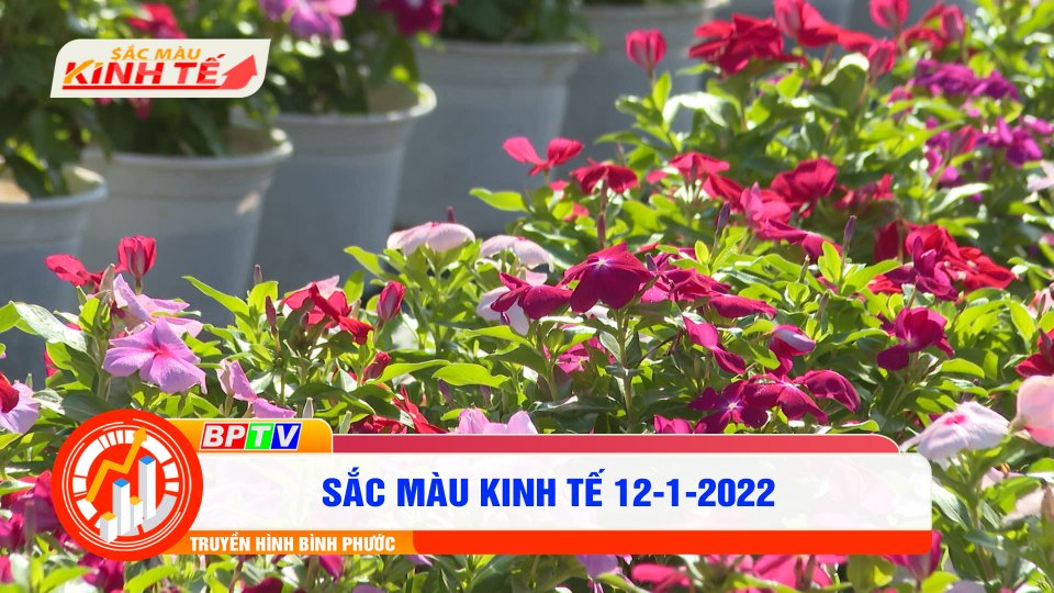 SẮC MÀU KINH TẾ 12-1-2022 