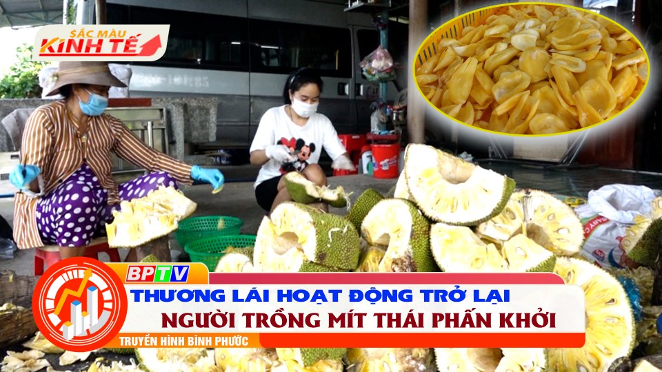 SẮC MÀU KINH TẾ |13-10-2021| Tin vui: Nhà vườn phấn khởi khi mít Thái có giá trở lại