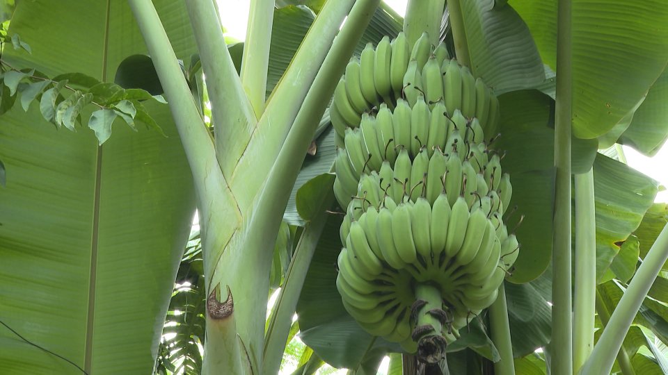 Sắc màu kinh tế 13-12-2021 