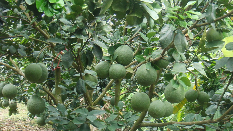 SẮC MÀU KINH TẾ 15-12-2021	