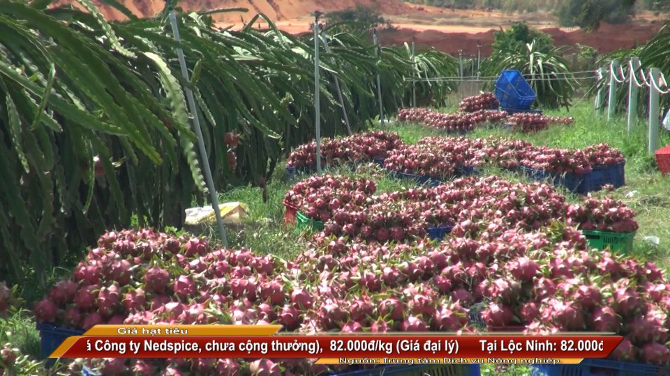 SẮC MÀU KINH TẾ 16-12-2021 