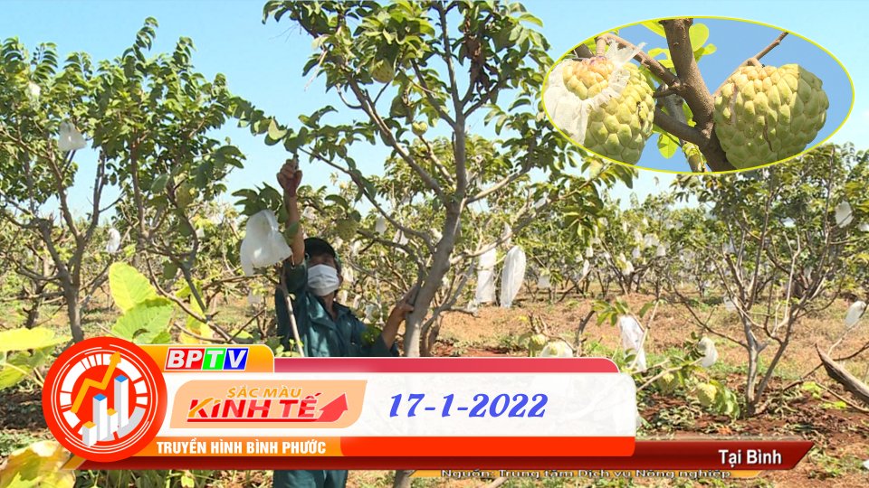 SẮC MÀU KINH TẾ 17-1-2022