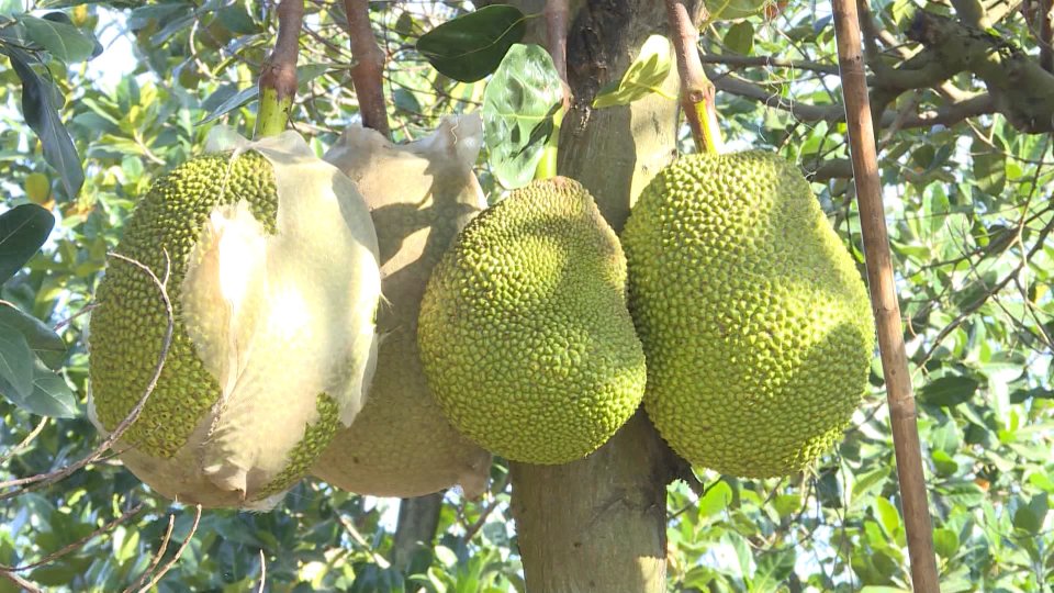 Sắc màu kinh tế 1-12-2021 	