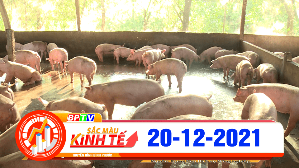 Sắc màu kinh tế 20-12-2021 