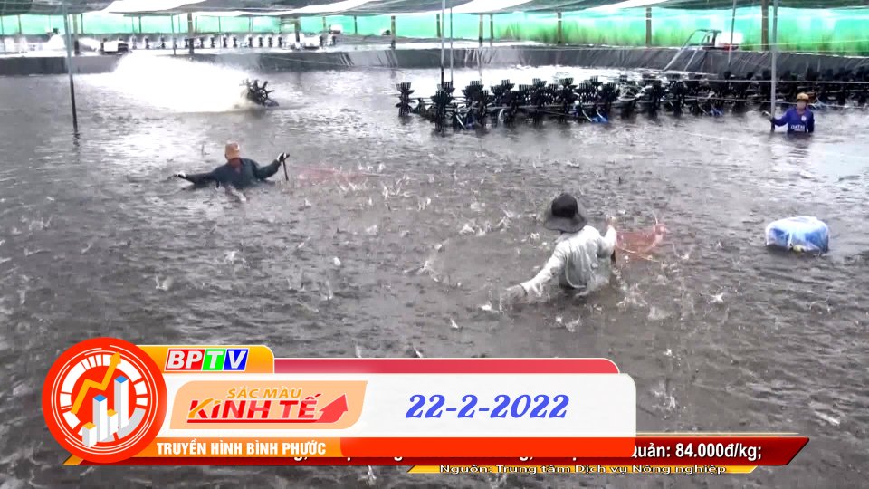 Sắc màu kinh tế 22-2-2022