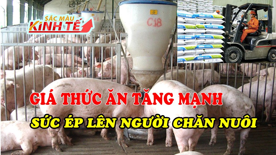 SẮC MÀU KINH TẾ |22-6-2021| Giá thức ăn chăn nuôi tăng mạnh, người chăn nuôi có nguy cơ thua lỗ