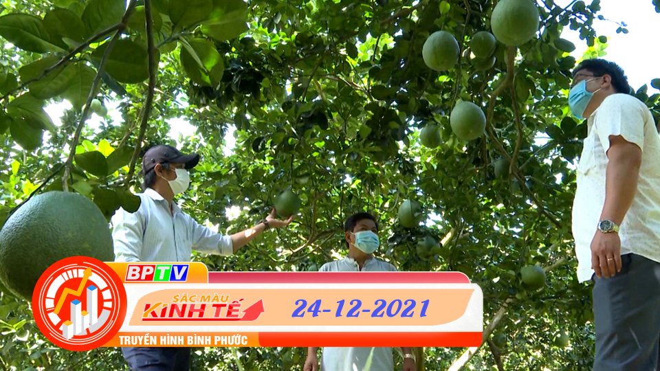 SẮC MÀU KINH TẾ 24-12-2021 