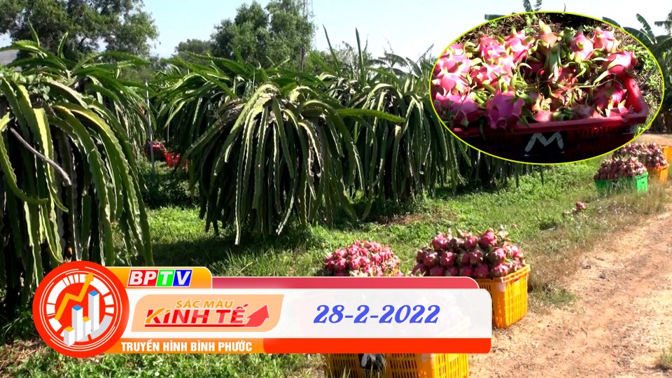 SẮC MÀU KINH TẾ 28-2-2022