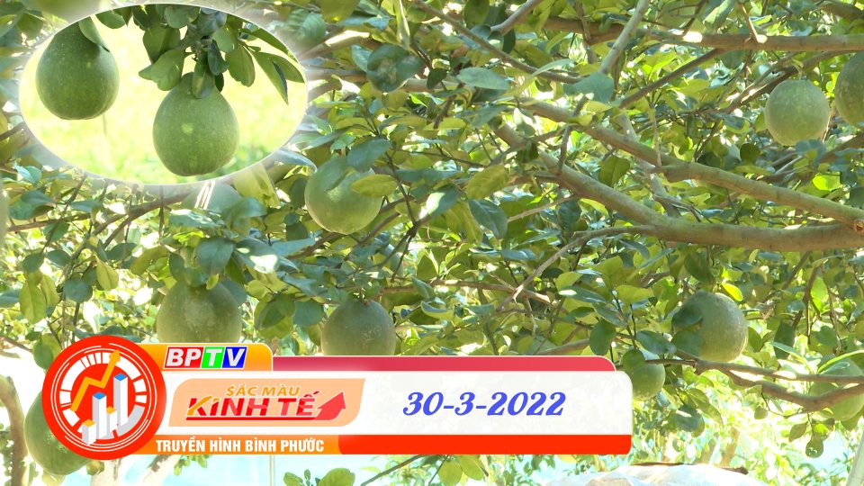 Sắc màu kinh tế 30-3-2022