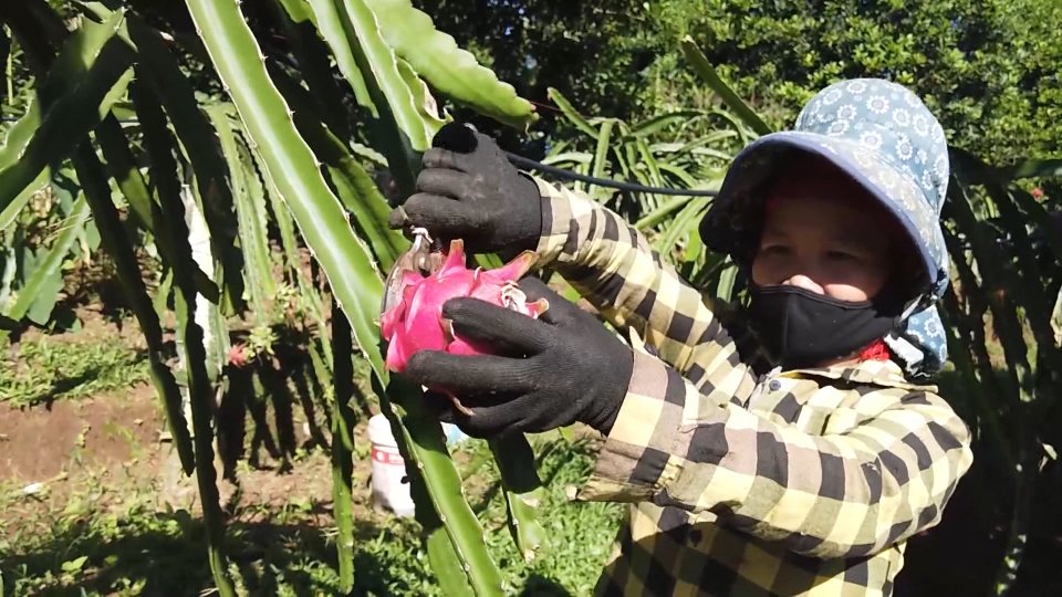 SẮC MÀU KINH TẾ 31-12-2021 	