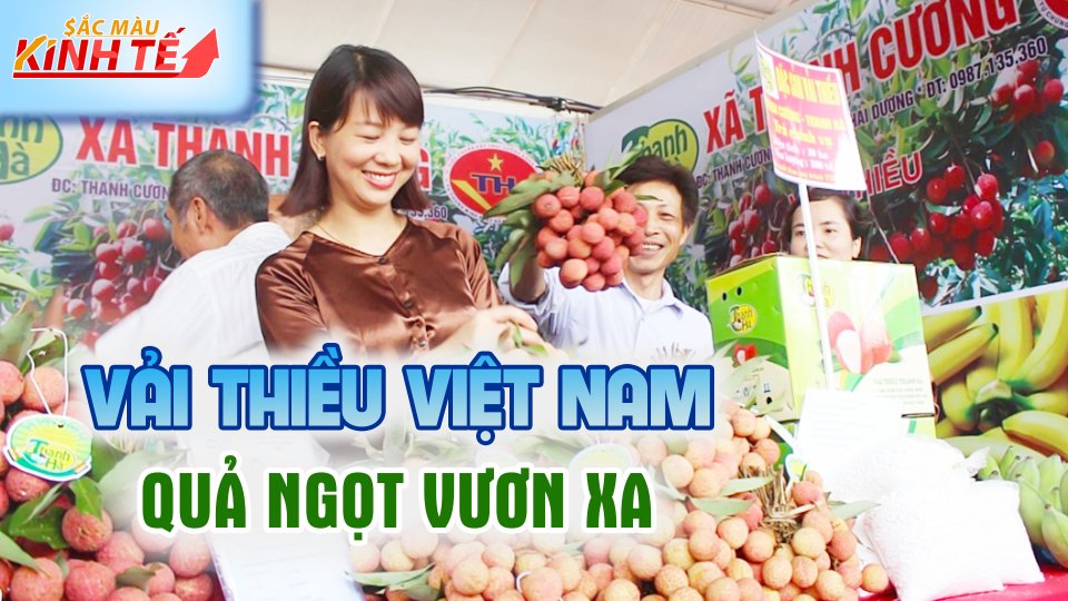 SẮC MÀU KINH TẾ |8-6-2021| Vải thiều Việt Nam chinh phục thị trường EU