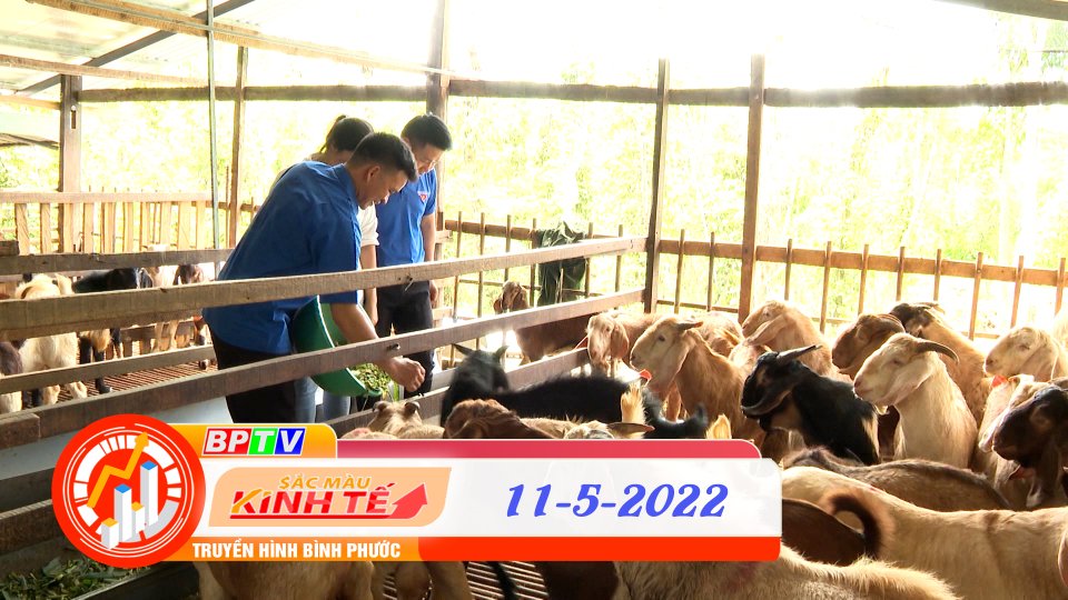 Sắc màu kinh tế ngày 11-5-2022