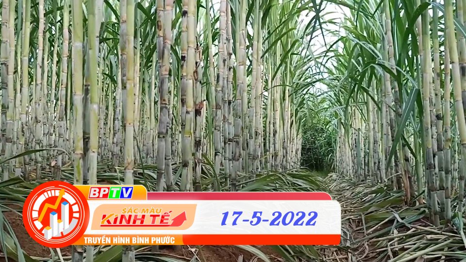Sắc màu kinh tế ngày 17-5-2022