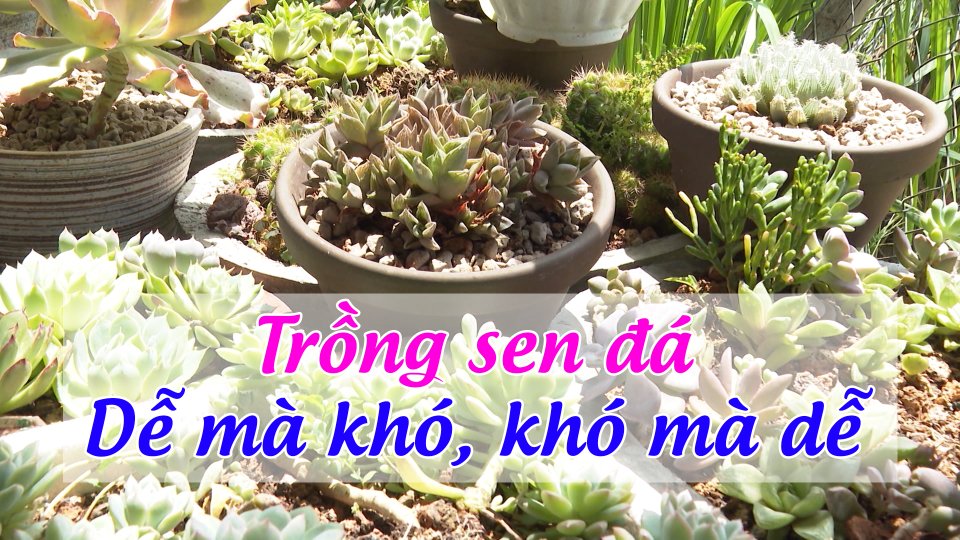 Sen đá - Niềm đam mê thú vị | BPTV