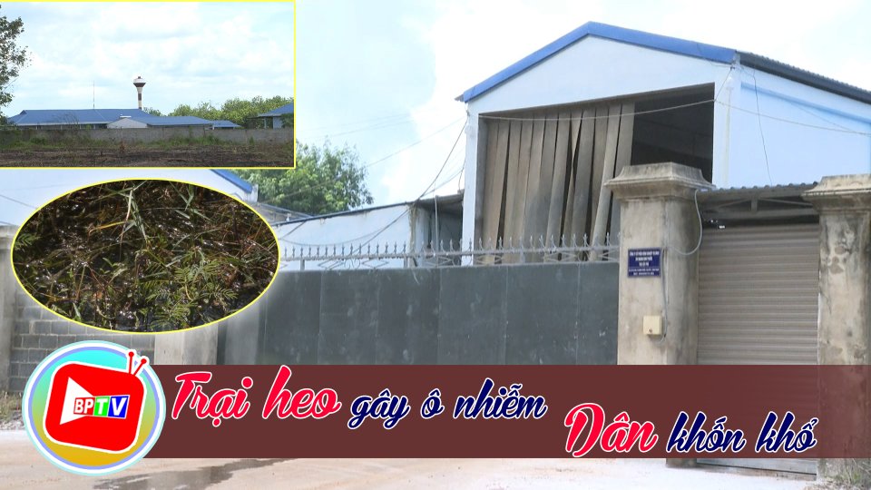 Sống khổ gần trại heo gây ô nhiễm 