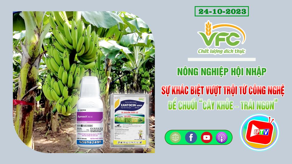 Sự khác biệt vượt trội từ công nghệ để chuối “cây khỏe - trái ngon” | VFC - Nông nghiệp hội nhập