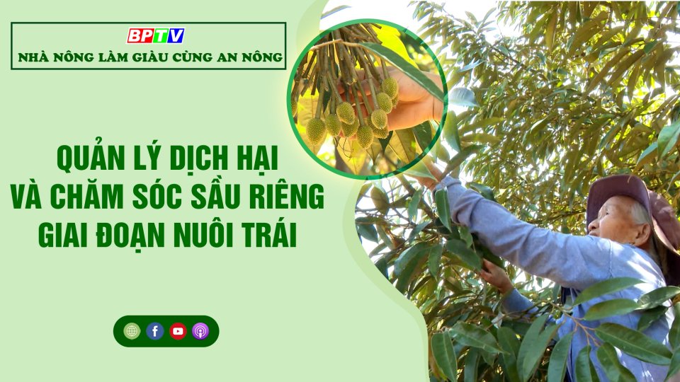Talk show Nhà nông làm giàu cùng An Nông: Quản lý dịch hại và chăm sóc sầu riêng giai đoạn nuôi trái