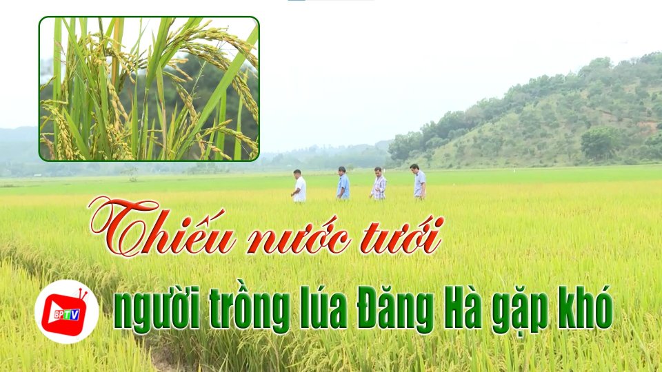 Thiếu nước tưới, người trồng lúa Đăng Hà gặp khó |BPTV