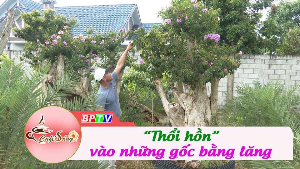 “Thổi hồn” vào những gốc bằng lăng | Cà phê sáng 30-6-2022 | BPTV