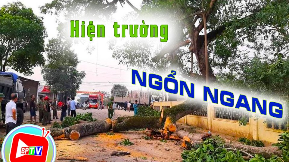  Thót tim khoảnh khắc cây đa di sản 300 tuổi gãy cành đè 4 học sinh 