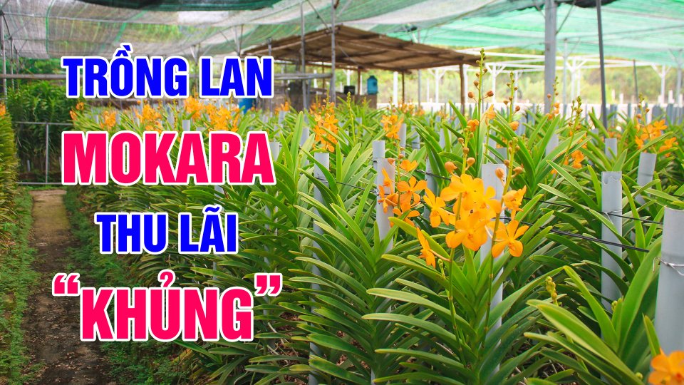 Thu lãi “KHỦNG” từ trồng lan Mokara | BPTV