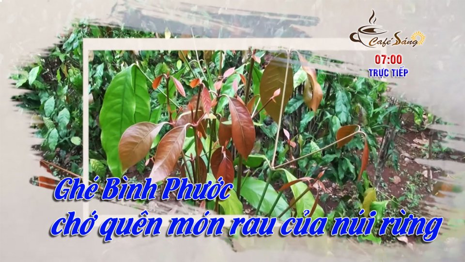 “Thuần hóa” đặc sản rau rừng |Cà phê sáng 10-11-2021 |BPTV