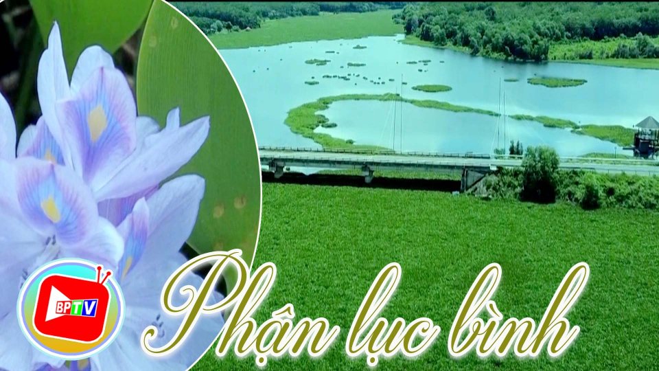 Thương... phận lục bình 