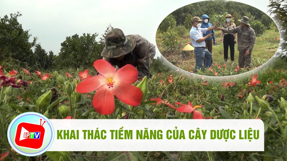 Tiềm năng từ mô hình trồng xen canh sâm bố chính 