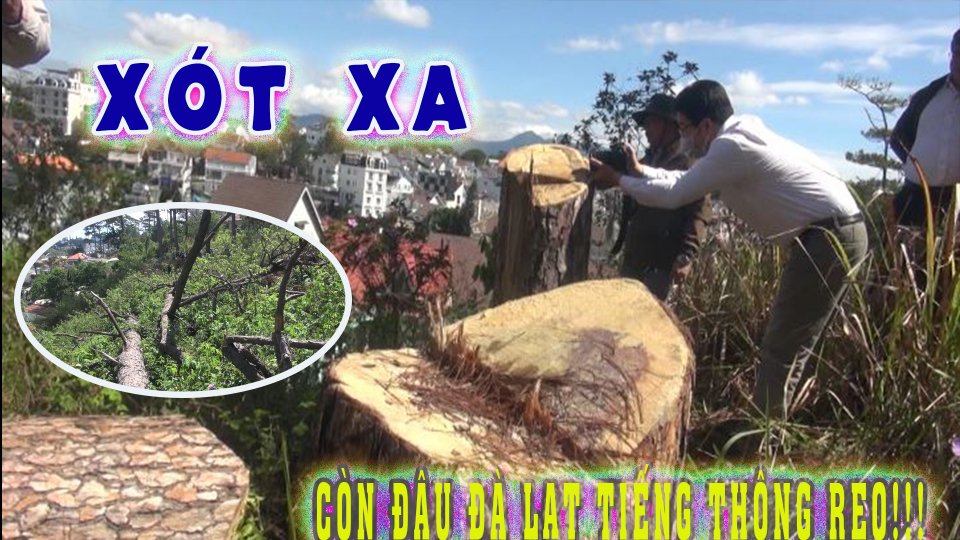 TIN TỨC 100 ĐỘ | 22-4-2021| Xót xa rừng thông trăm tuổi bị “xẻ thịt” trái phép ngay giữa lòng thành phố Đà Lạt