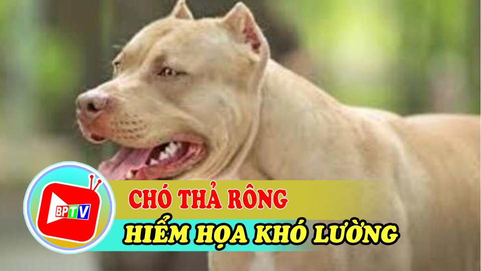 TIN TỨC 100 ĐỘ | Chỉ đạo gấp sau vụ chó Pitbull cắn chết người