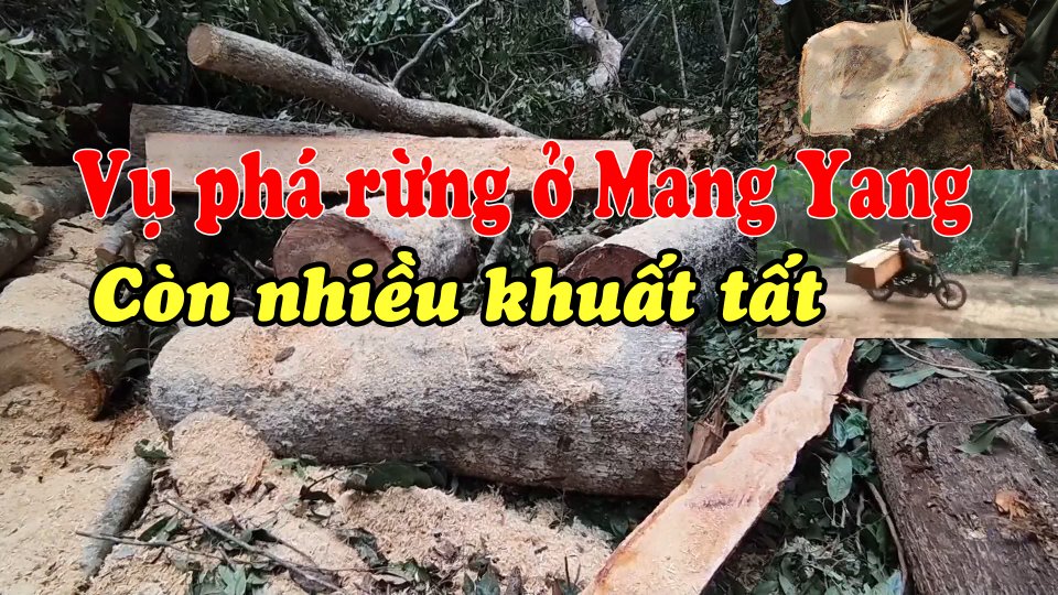 TIN TỨC 100 ĐỘ | Điều bất ngờ trong vụ phá rừng ở Mang Yang, Gia Lai