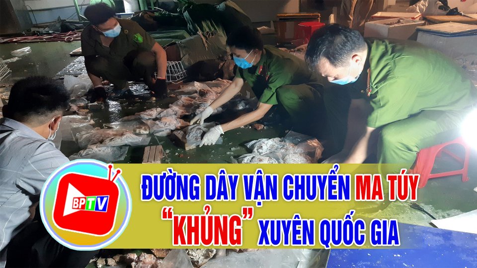 TIN TỨC 100 ĐỘ | Lật tẩy thủ đoạn nhồi ma túy vào bao tử heo để chuyển ra nước ngoài