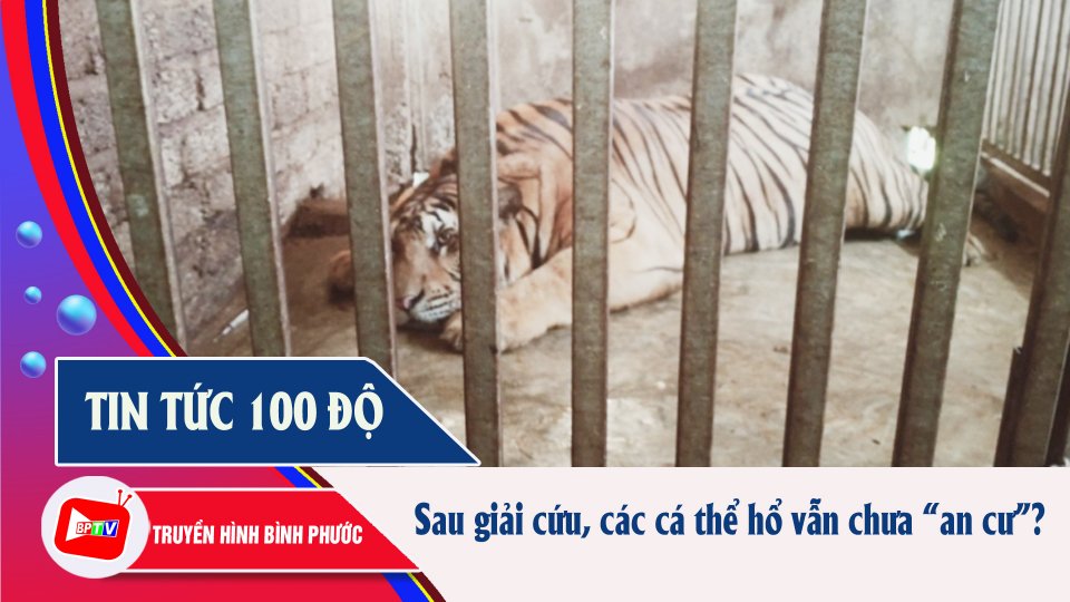 Tin tức 100 độ | Loay hoay cách giải quyết vụ các cá thể hổ được giải cứu