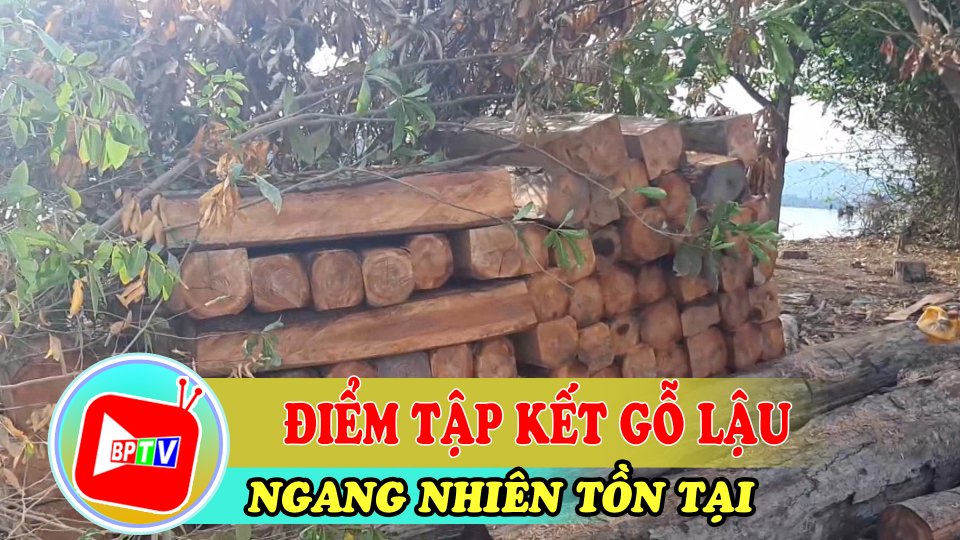 TIN TỨC 100 ĐỘ | Phát hiện bãi gỗ lậu “KHỦNG” dưới lòng hồ thủy điện Sê San 4