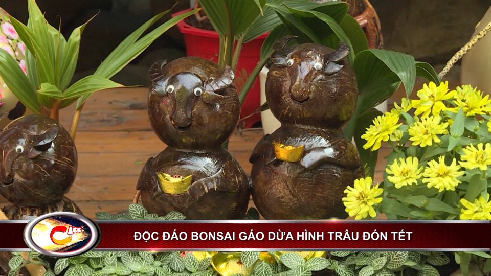TIN TỨC 100⁰ | Độc đáo bonsai dừa hình trâu đón Tết