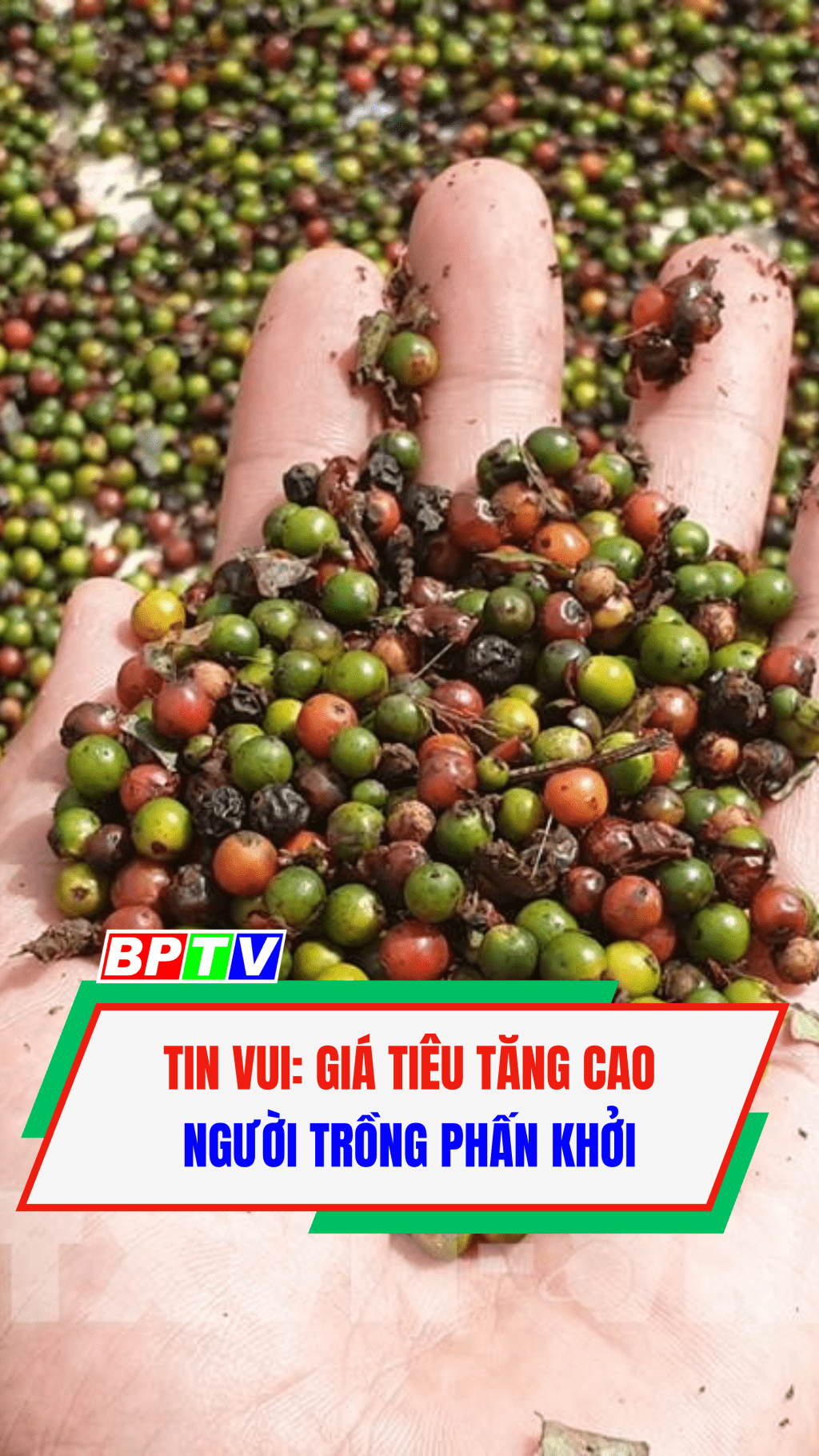 TIN VUI: Gi&aacute; ti&ecirc;u tăng cao, người trồng phấn khởi #shorts 