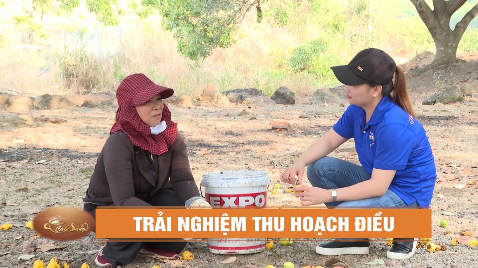 Trải nghiệm thu hoạch điều cùng nông dân Bình Phước | BPTV