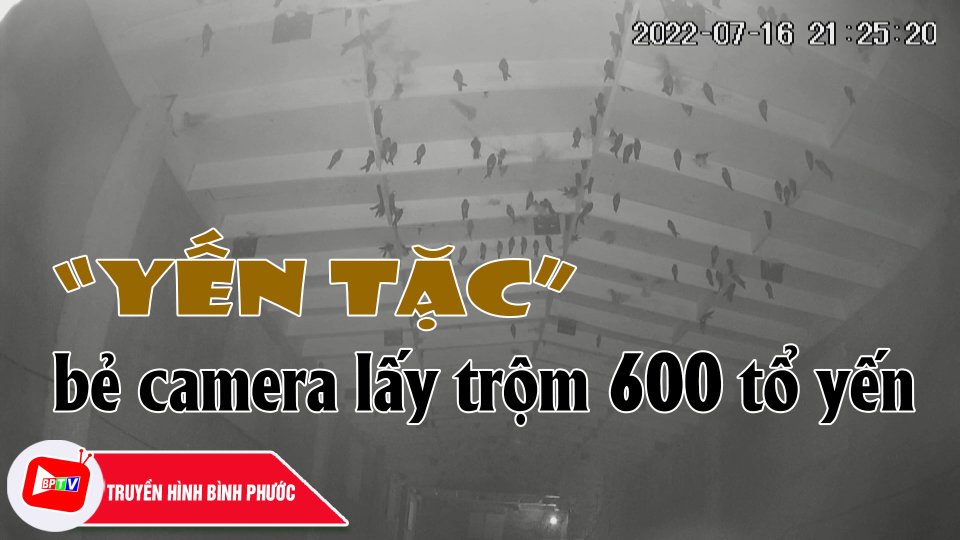 Trèo vào nhà yến, bẻ camera lấy trộm 600 tổ yến |BPTV