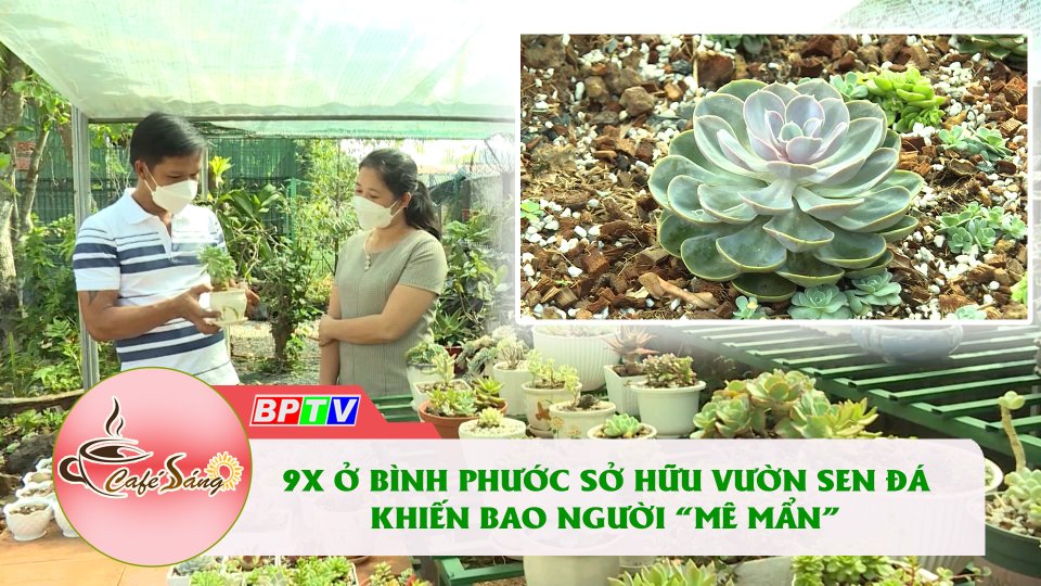 Tròn mắt với bộ sưu tập sen đá của chàng trai 9X ở Bình Phước | Cà phê sáng 24-3-2022