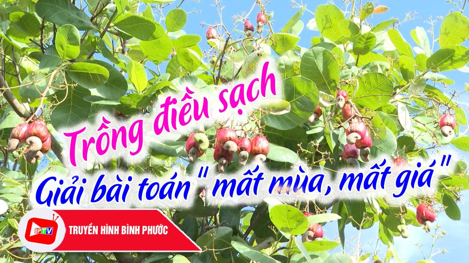 Trồng điều sạch - Hướng đi bền vững |BPTV
