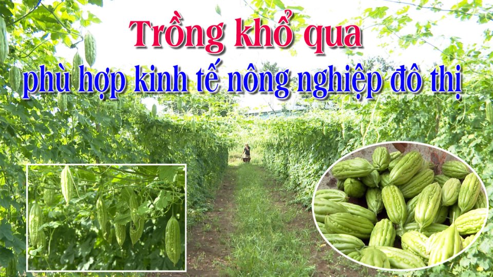 Trồng khổ qua phù hợp kinh tế nông nghiệp đô thị |BPTV