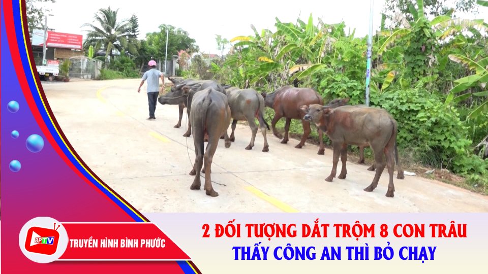 Truy xét 2 đối tượng táo tợn dắt trộm 8 con trâu lúc rạng sáng |BPTV