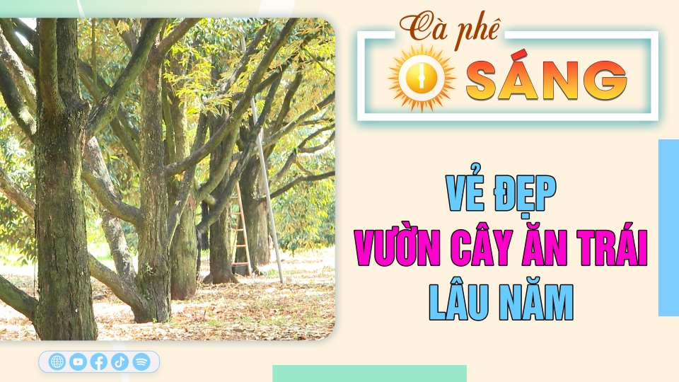 Vẻ đẹp của những vườn cây ăn trái lâu năm |Cà phê sáng 13-4-2023 ||BPTV