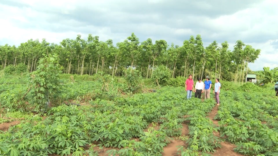 [Video] Chơn Thành chú trọng phát triển nông nghiệp tuần hoàn