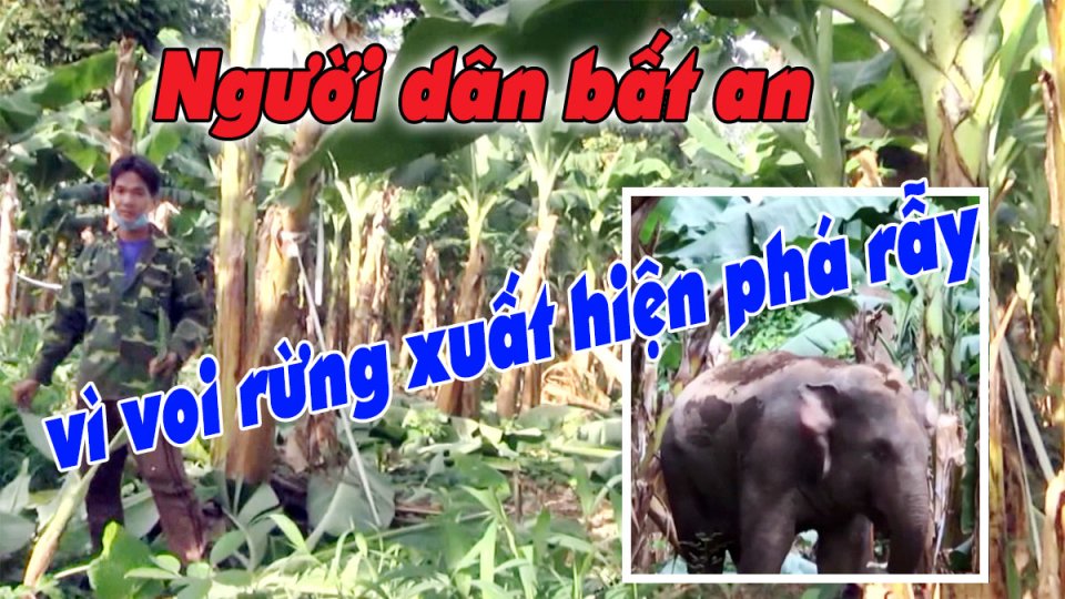 Voi rừng liên tục kéo về phá hoại hoa màu, tài sản của người dân |BPTV