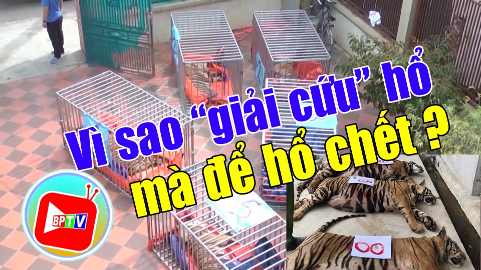 Vụ “giải cứu” 17 con hổ, đã có 8 con chết chưa rõ nguyên nhân |Tin tức 100 độ |Bình Phước TV
