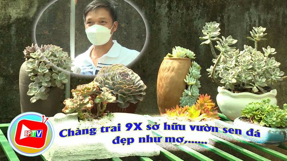 Vườn sen đá cực "khủng" với 200 loài độc lạ của chàng trai 9X 