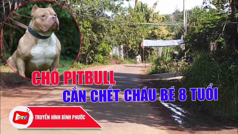 XÓT XA Bé trai 8 tuổi bị chó Pitbull cắn t.ử v.o.n.g tại Bình Phước |BPTV